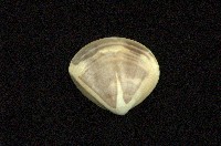 藏品(普通文蛤)的圖片